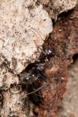 Iridomyrmex rufoniger