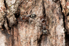 Iridomyrmex rufoniger