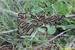 Malacosoma franconicum