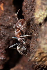 Iridomyrmex rufoniger
