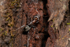 Iridomyrmex rufoniger