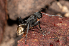 Polyrhachis erato