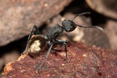 Polyrhachis erato