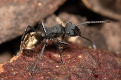 Polyrhachis erato