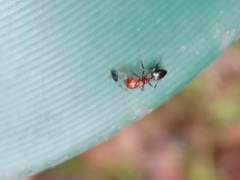 Crematogaster schmidti