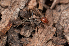 Iridomyrmex rubriceps