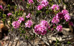 Homalocalyx polyandrus