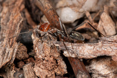 Iridomyrmex rubriceps