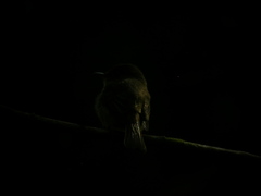 Contopus latirostris