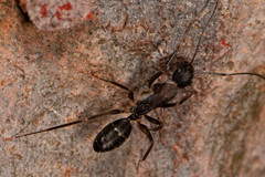 Camponotus lividicoxis