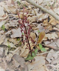 Neottia bifolia