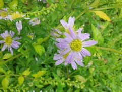 Aster indicus