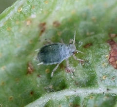Aphis schneideri