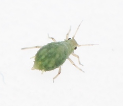 Aphis schneideri