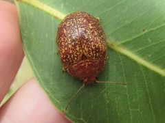 Paropsis variolosa