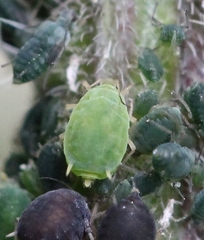 Aphis urticata