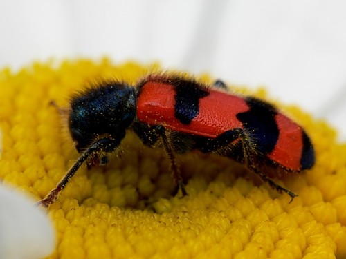 Bee-eating Beetle