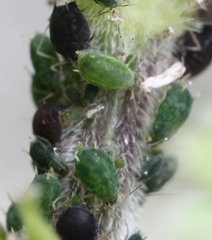 Aphis urticata