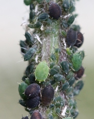 Aphis urticata