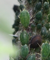 Aphis urticata