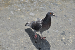 Columba livia domestica
