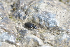 Actenonyx bembidioides