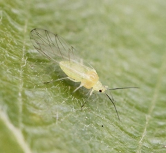 Betulaphis quadrituberculata