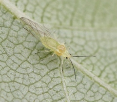 Betulaphis quadrituberculata