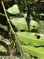 Dysoxylum fraserianum