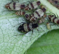 Callipterinella tuberculata