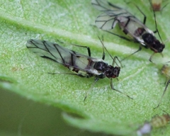 Callipterinella tuberculata