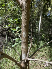 Dysoxylum fraserianum