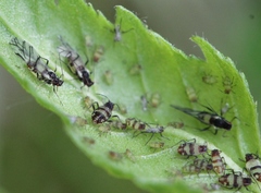 Callipterinella tuberculata