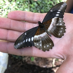 Papilio jacksoni jacksoni