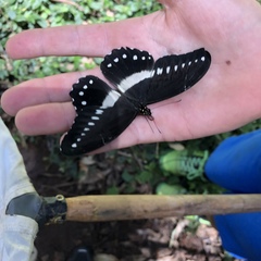 Papilio jacksoni jacksoni