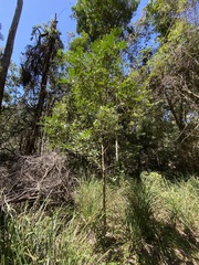 Dysoxylum fraserianum
