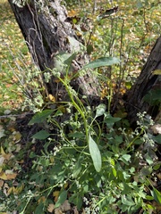 Chenopodium album pedunculare