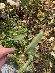 Chenopodium album pedunculare