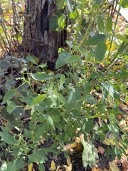Chenopodium album pedunculare