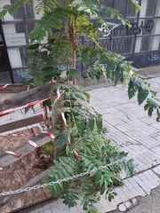 Ailanthus altissima
