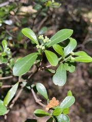 Psychotria daphnoides