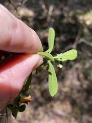 Psychotria daphnoides