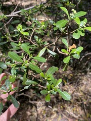 Psychotria daphnoides