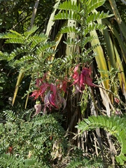 Clianthus maximus