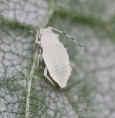 Eucallipterus tiliae