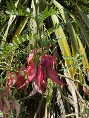 Clianthus maximus