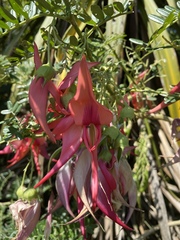 Clianthus maximus