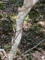 Psychotria daphnoides