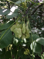 Ptelea trifoliata mollis
