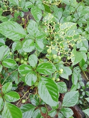 Causonis japonica